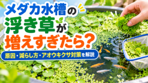 メダカ水槽の浮き草が増えすぎたら？原因・減らし方・アオウキクサ対策を解説