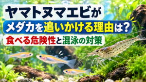 ヤマトヌマエビがメダカを追いかける理由は？食べる危険性と混泳の対策