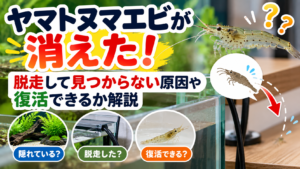 ヤマトヌマエビが消えた！脱走して見つからない原因や復活できるか解説
