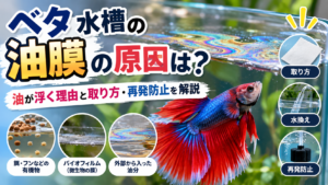 ベタ水槽の油膜の原因は？油が浮く理由と取り方・再発防止を解説