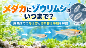 メダカにゾウリムシはいつまで？成魚までの与え方と切り替え時期を解説