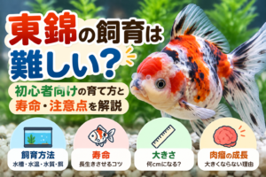 東錦の飼育は難しい？初心者向けの育て方と寿命・注意点を解説