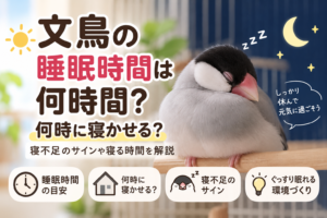 文鳥の睡眠時間は何時間？何時に寝かせる？寝不足のサインや寝る時間を解説