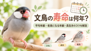 文鳥の寿命は何年？平均年齢・老鳥になる年齢・長生きのコツを解説