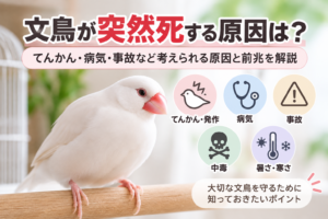 文鳥が突然死する原因は？てんかん・病気・事故など考えられる原因と前兆を解説