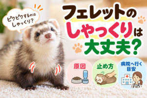 フェレットのしゃっくりは大丈夫？ピクピクする原因・止め方と病院へ行く目安