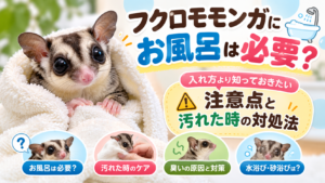 フクロモモンガにお風呂は必要？入れ方より知っておきたい注意点と汚れた時の対処法