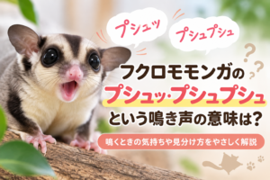 フクロモモンガがプシュッ・プシュプシュと鳴く意味は？鳴き声から気持ちを見分ける方法