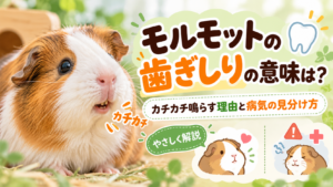 モルモットの歯ぎしりの意味は？カチカチ鳴らす理由と病気の見分け方