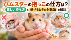 ハムスターの抱っこの仕方は？正しい持ち方と逃げるときの対処法を解説