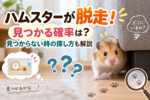 ハムスターが脱走！見つかる確率は？見つからない時の探し方も解説