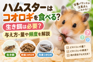 ハムスターはコオロギを食べる？生き餌は必要？与え方・量や頻度を解説