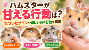 ハムスターが甘える行動は？なついたサインや嬉しい時の行動を解説