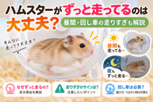 ハムスターがずっと走ってるのは大丈夫？昼間・回し車の走りすぎも解説