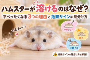 ハムスターが溶けるのはなぜ？平べったくなる3つの理由と危険サインの見分け方