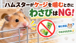 ハムスターがケージを噛むときにわさびはNG！原因とやめさせる方法を解説