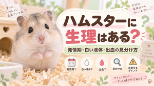 ハムスターに生理はある？発情期の白い液体・出血との見分け方