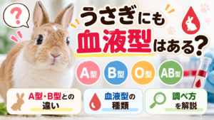 うさぎにも血液型はある？A型・B型との違いや種類・調べ方を解説