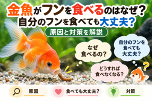 金魚がフンを食べるのはなぜ？自分のフンを食べても大丈夫？原因と対策を解説