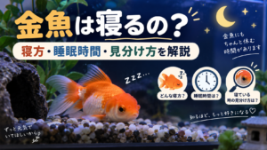 金魚は寝るの？寝方・睡眠時間・寝ている時の見分け方を解説