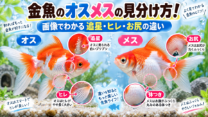 金魚のオスメスの見分け方！画像でわかる追星・ヒレ・お尻の違い