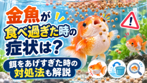 金魚が食べ過ぎた時の症状は？餌をあげすぎた時の対処法も解説