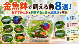 金魚鉢で飼える魚8選！おすすめの魚と飼育するときの注意点を解説