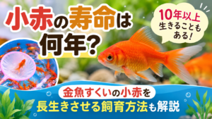 小赤の寿命は何年？金魚すくいの小赤を長生きさせる飼育方法も解説