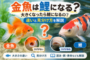金魚は鯉になる？大きくなったら鯉になるの？違いと見分け方を解説
