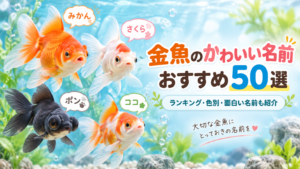 金魚のかわいい名前おすすめ50選！ランキング・色別・面白い名前も紹介