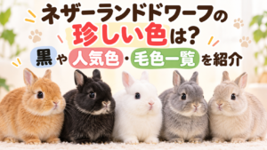 ネザーランドドワーフの珍しい色は？黒や人気色・毛色一覧を紹介
