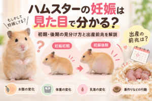 ハムスターの妊娠は見た目で分かる？初期・後期の見分け方と出産前兆を解説