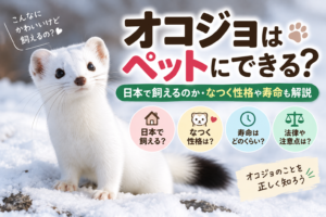 オコジョはペットにできる？日本で飼えるのか・なつく性格や寿命も解説
