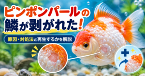 ピンポンパールの鱗が剥がれた！原因・対処法と再生するかを解説