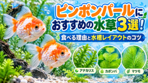 ピンポンパールにおすすめの水草3選！食べる理由と水槽レイアウトのコツ