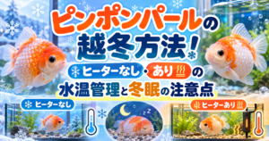 ピンポンパールの冬越しはどうする？冬眠の方法とヒーター管理を解説