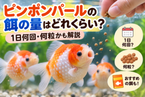 ピンポンパールの餌の量はどれくらい？1日何回・何粒かも解説