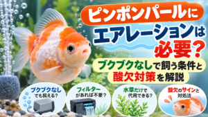 ピンポンパールにエアレーションは必要？ブクブクなしで飼う条件と酸欠対策を解説