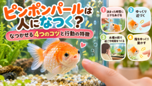 ピンポンパールは人になつく？なつかせる4つのコツと行動の特徴