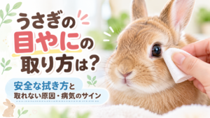 うさぎの目やにの取り方は？安全な拭き方と取れない原因・病気のサイン