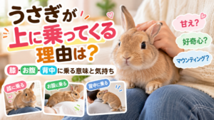 うさぎが上に乗ってくる理由は？膝・お腹・背中に乗る意味と気持ち