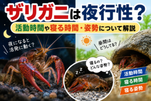 ザリガニは夜行性？活動時間や寝る時間・姿勢について解説
