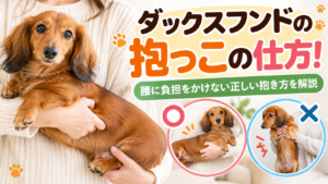 ダックスフンドの抱っこの仕方！腰に負担をかけない正しい抱き方を解説