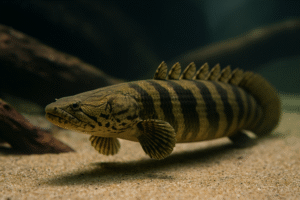 ポリプテルス・アンソルギーの特徴と飼育方法｜最大サイズや寿命を解説