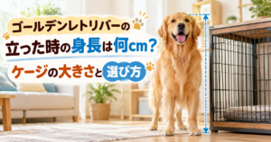 ゴールデンレトリバーの立った時の身長は何cm？ケージの大きさと選び方