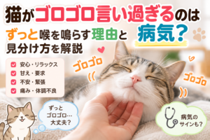 猫がゴロゴロ言い過ぎるのは病気？ずっと喉を鳴らす理由と見分け方を解説