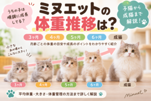 ミヌエットの体重推移は？3ヶ月・4ヶ月・5ヶ月・6ヶ月から成猫まで解説