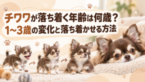 チワワが落ち着く年齢は何歳？1〜3歳の変化と落ち着かせる方法