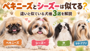 ペキニーズとシーズーは似てる？違いと似ている犬種3選を解説