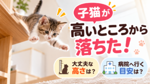子猫が高いところから落ちた！大丈夫な高さと病院へ行く目安を解説